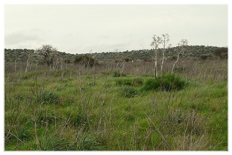 Le Steppe del Gargano